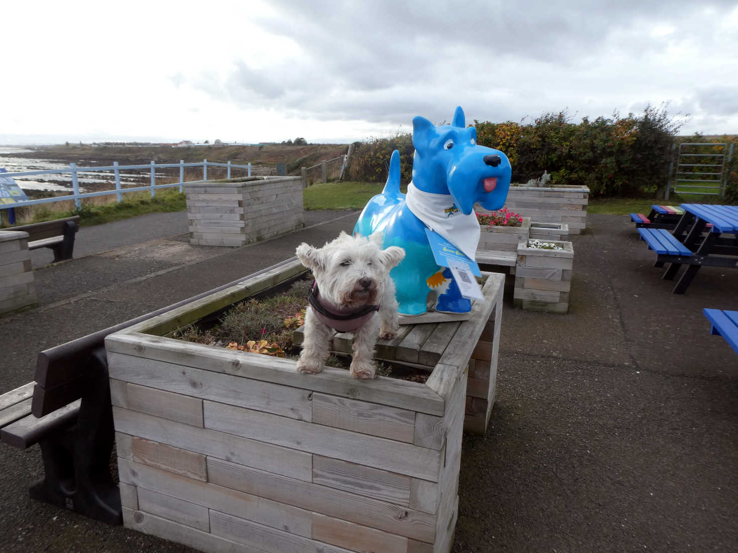 poppy the westie and scotty Pittenweem