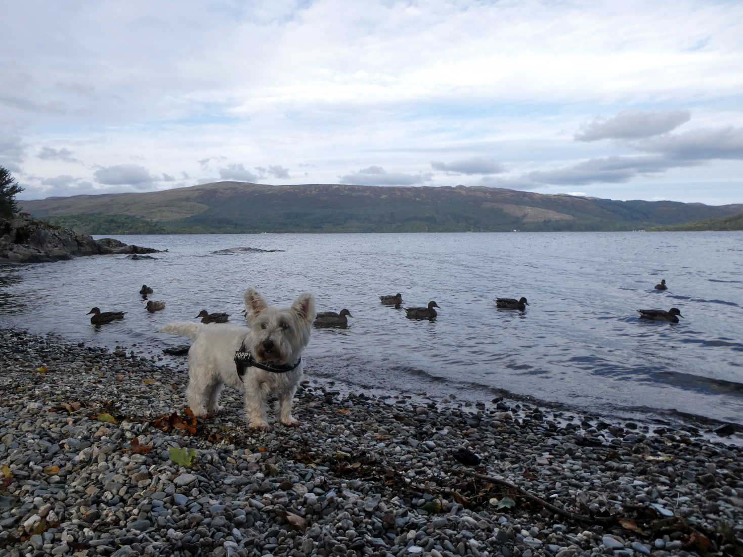 poppy the westie and the ducks of Loch Lomond