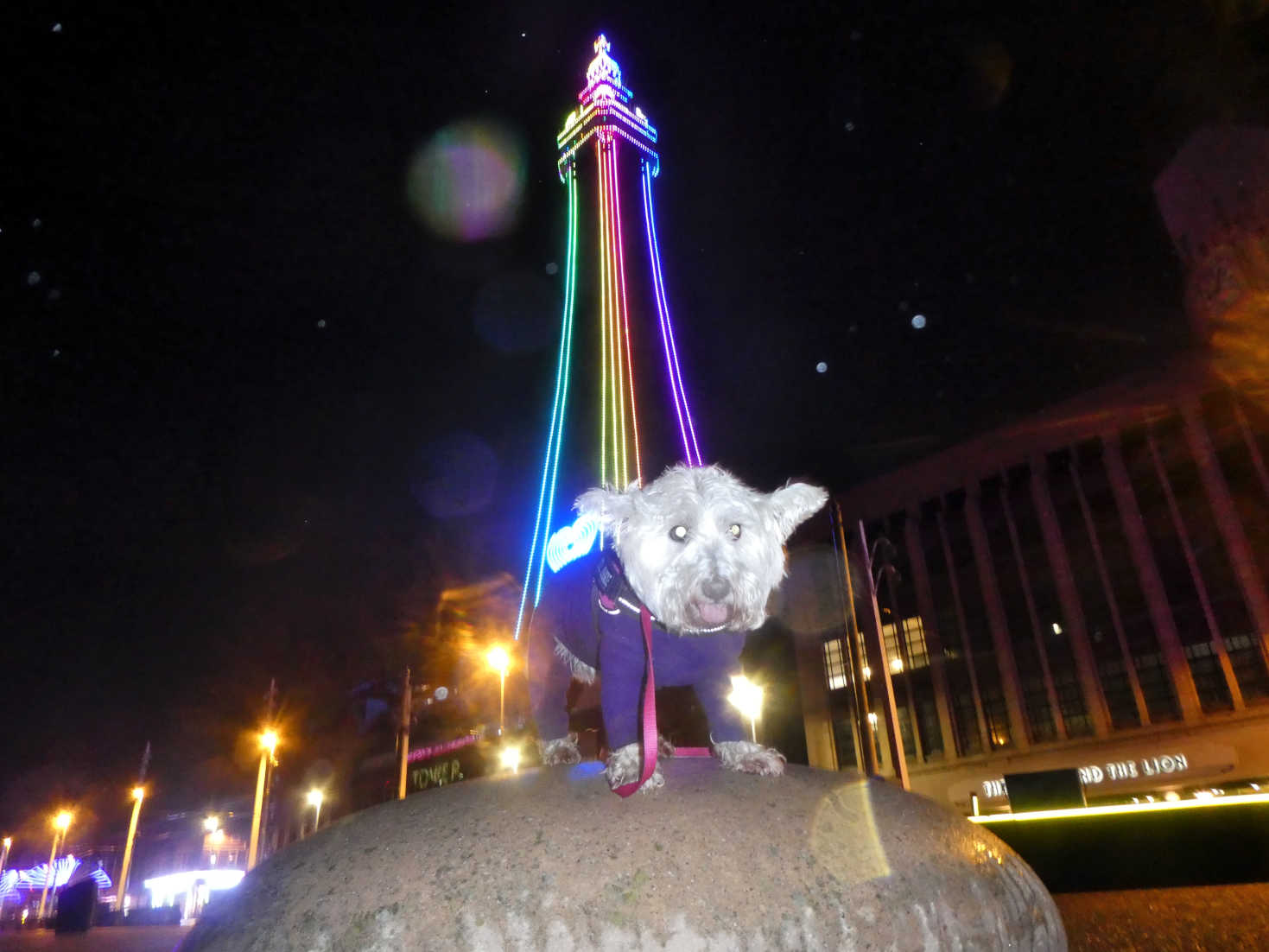 poppy the westie and the tower blackpool