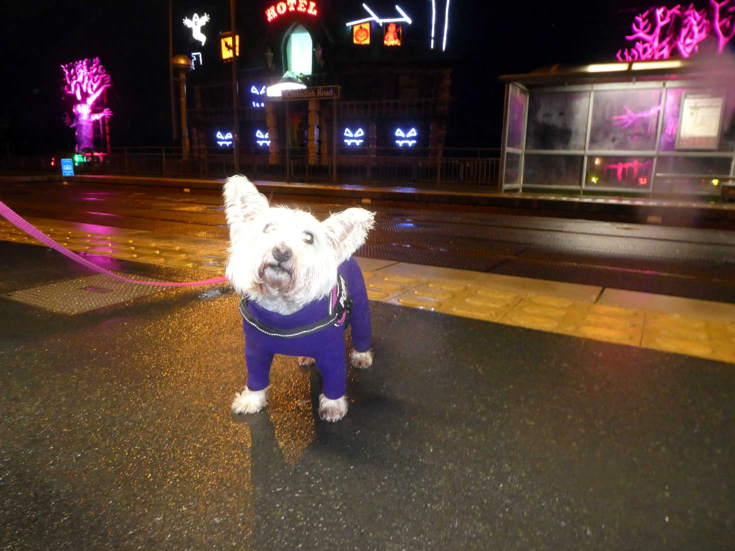 poppy the westie at a tramstop in blackpool