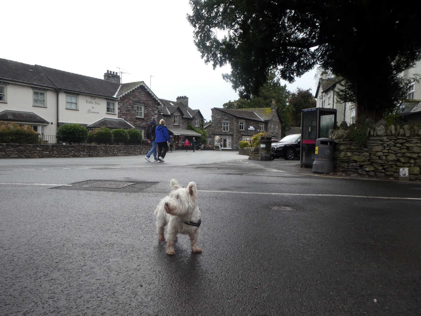 poppy the westie at broadgate Grasmere