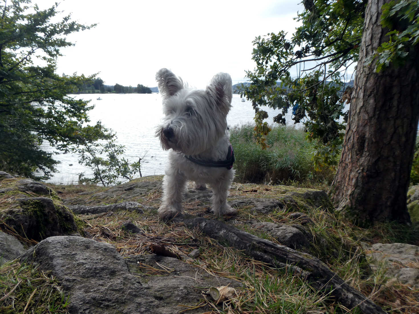 poppy the westie at lake Windermere