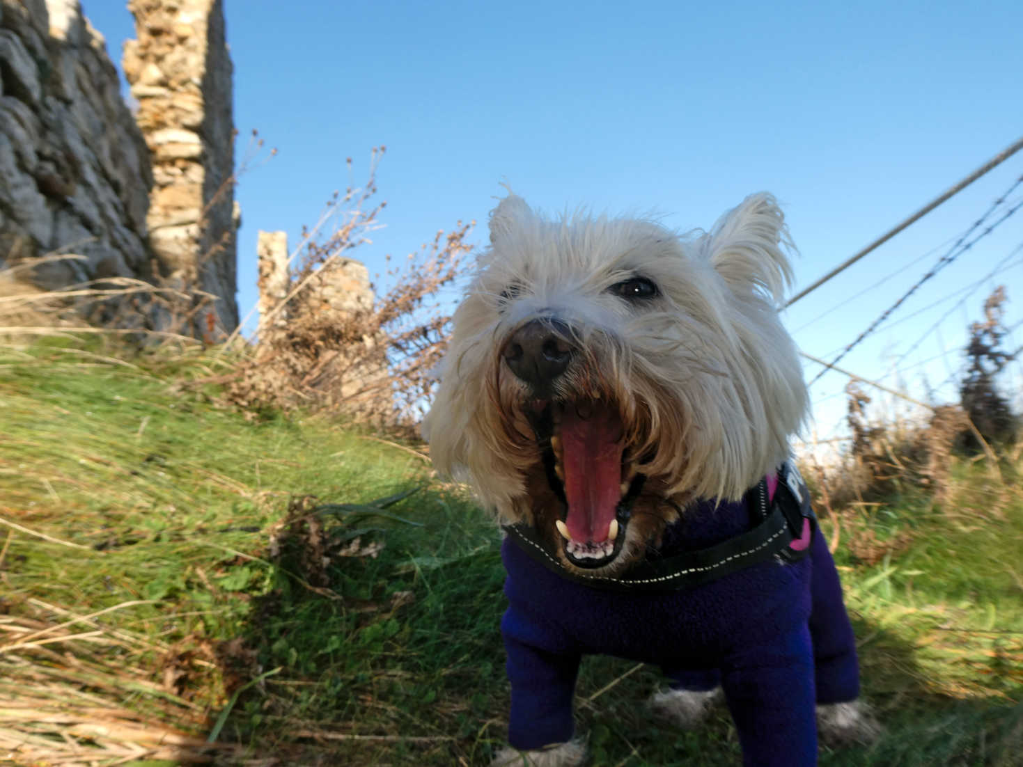 poppy the westie at newark castle