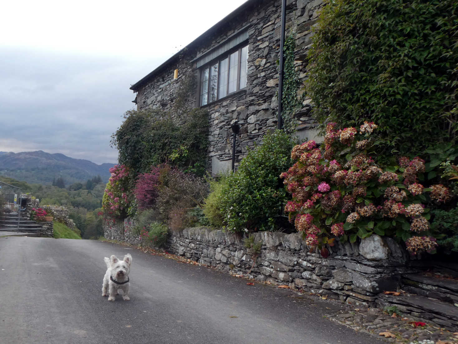 poppy the westie at skelwith fold