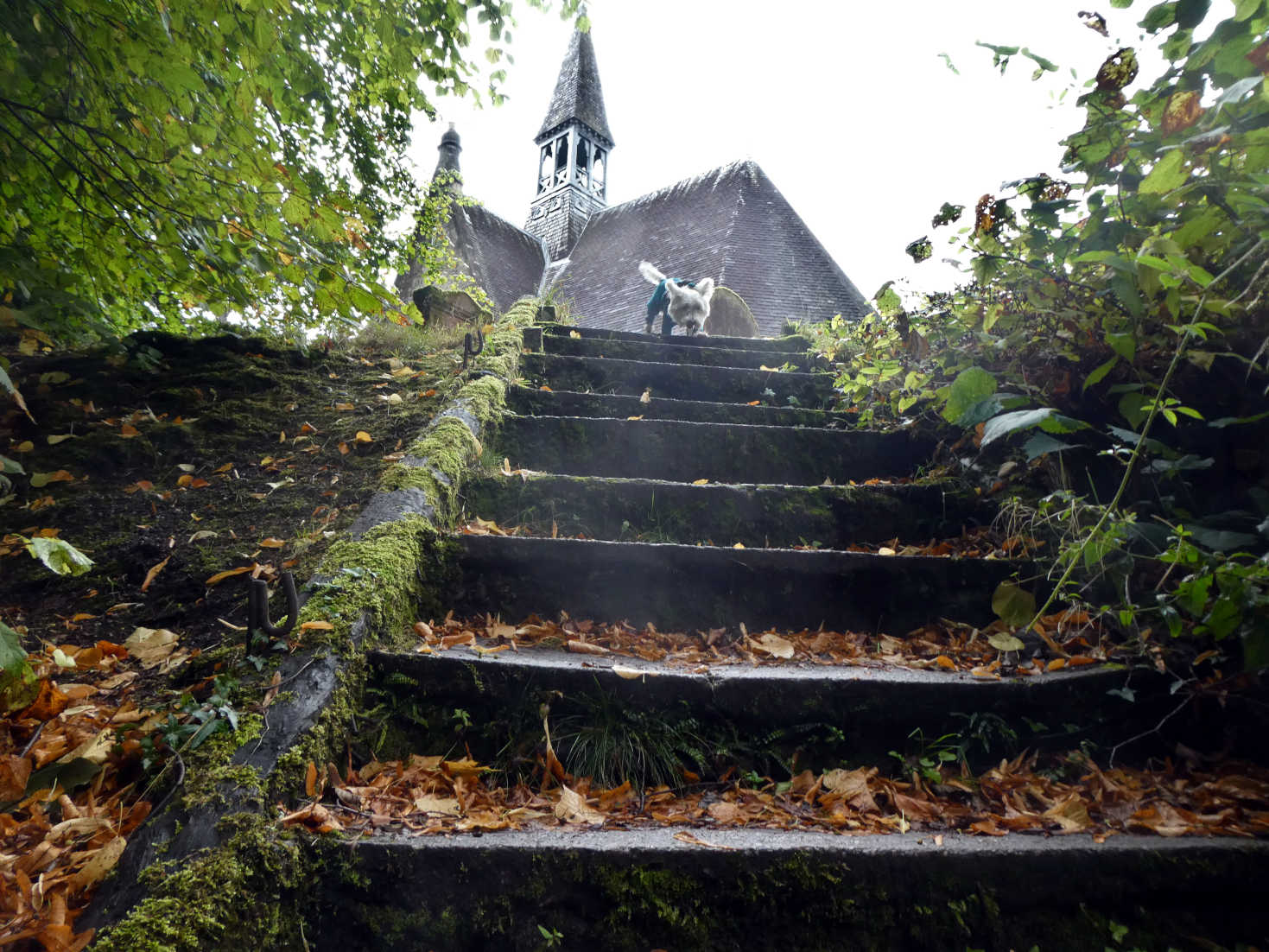 poppy the westie at stairs Luss Church