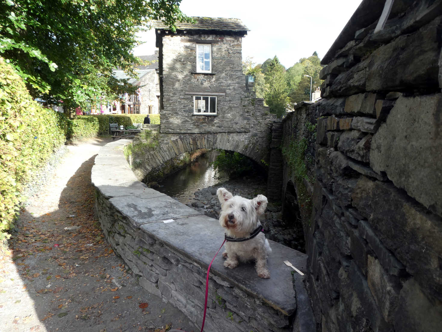 poppy the westie at the bridge house ambleside