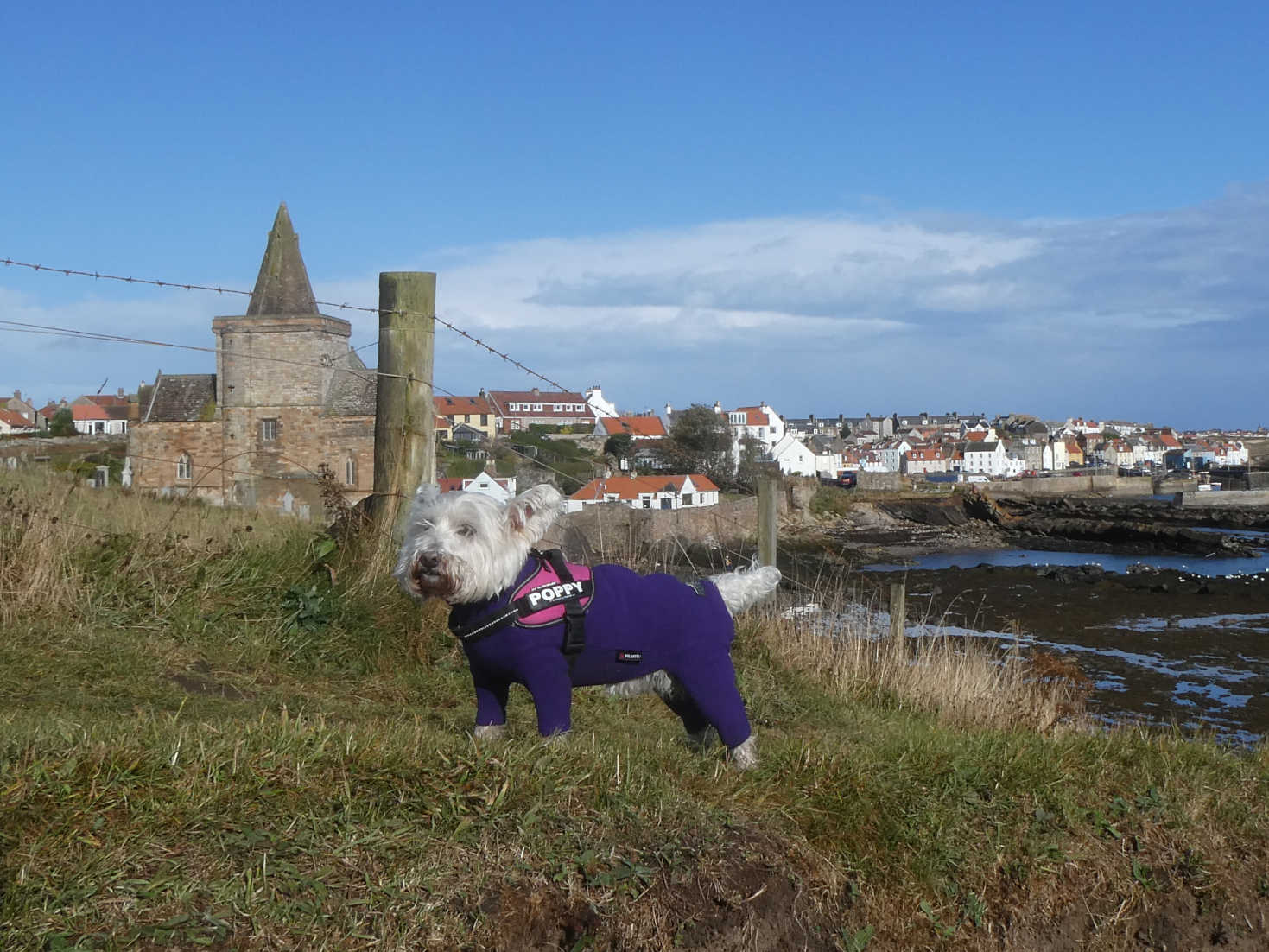 poppy the westie at the church st monans