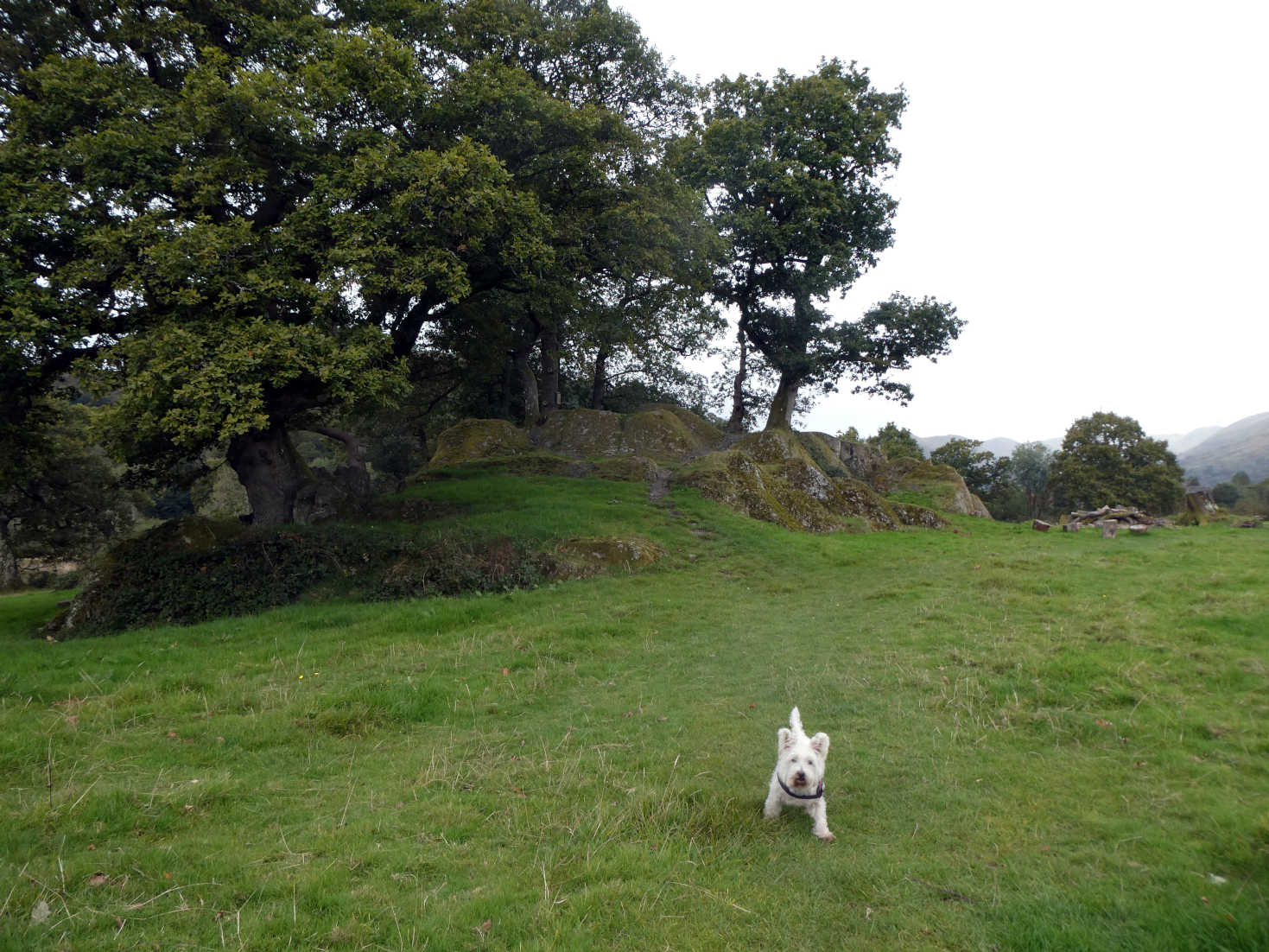 poppy the westie at the roman fort ambleside