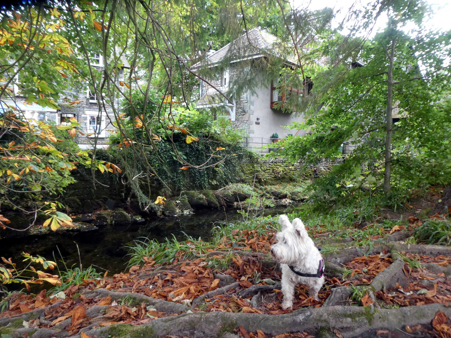 poppy the westie by the river Rothy Grasmere