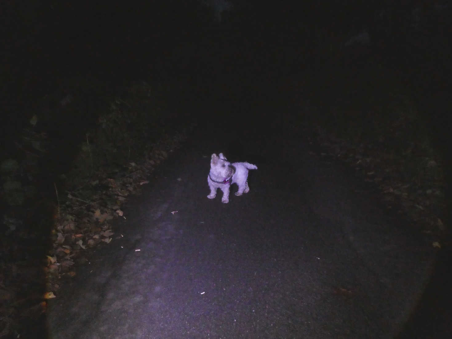 poppy the westie comming back from the skelwith bridge hotel