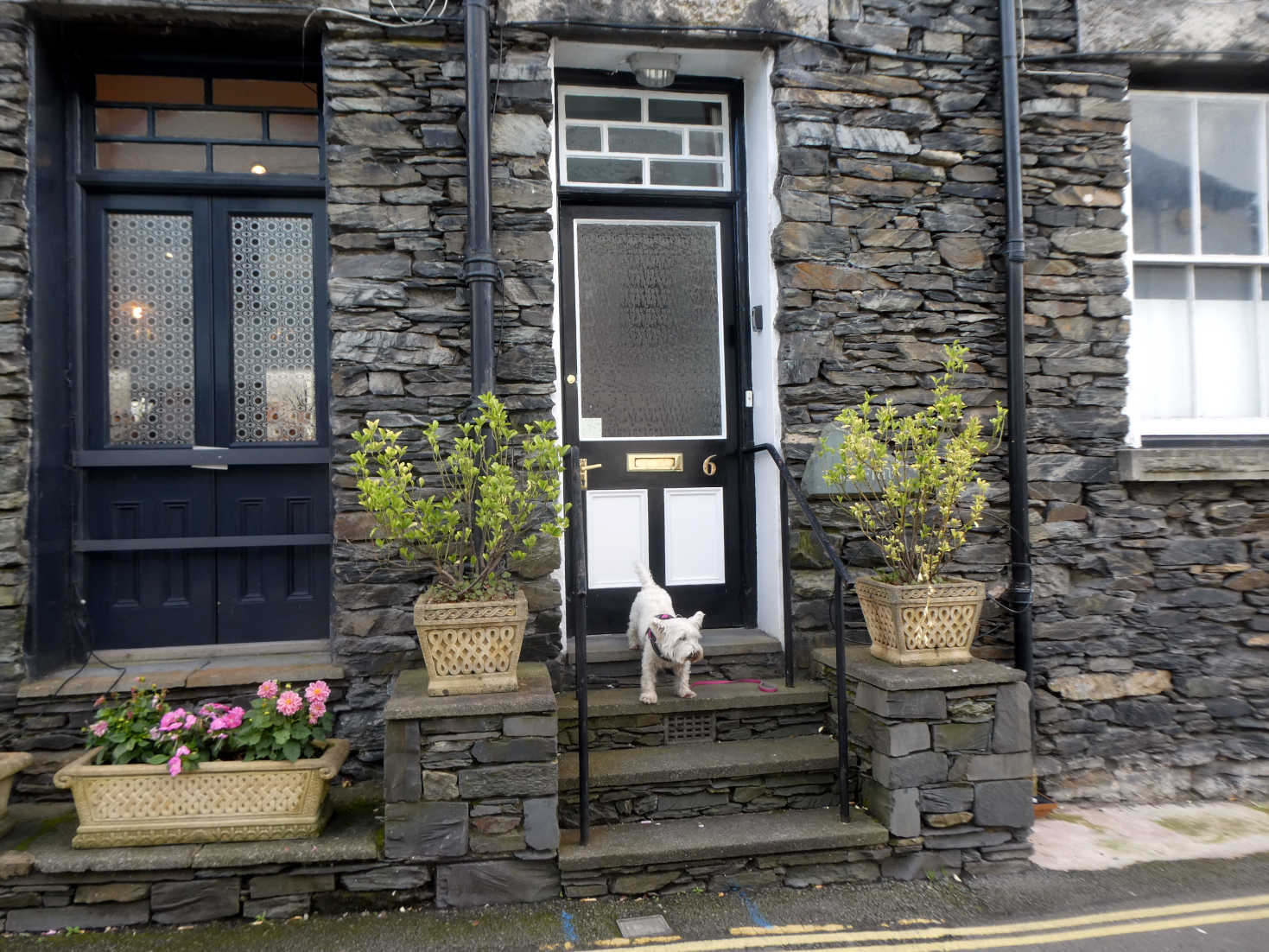 poppy the westie explores Bowness on Windermere