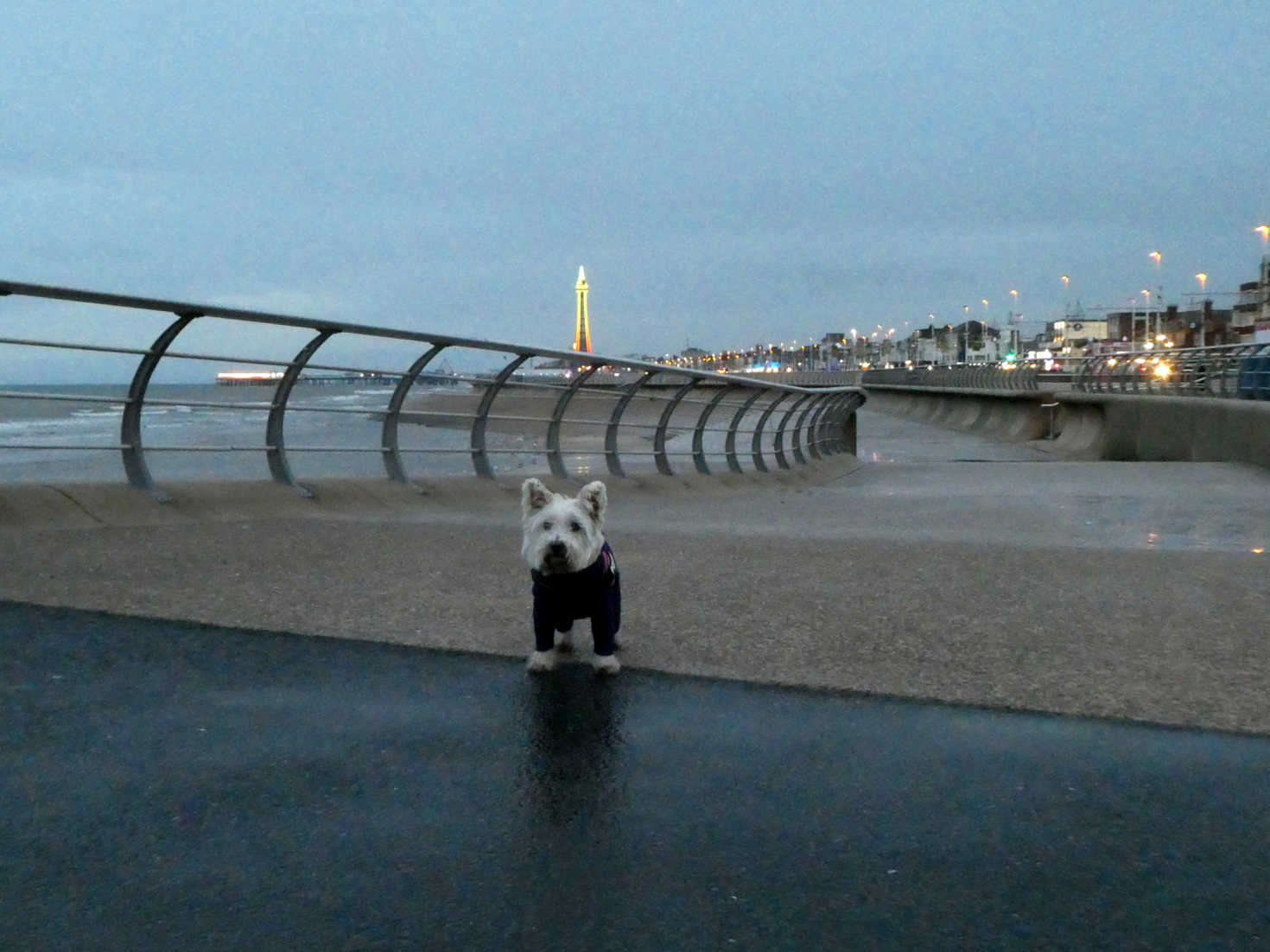 poppy the westie going into blackpool