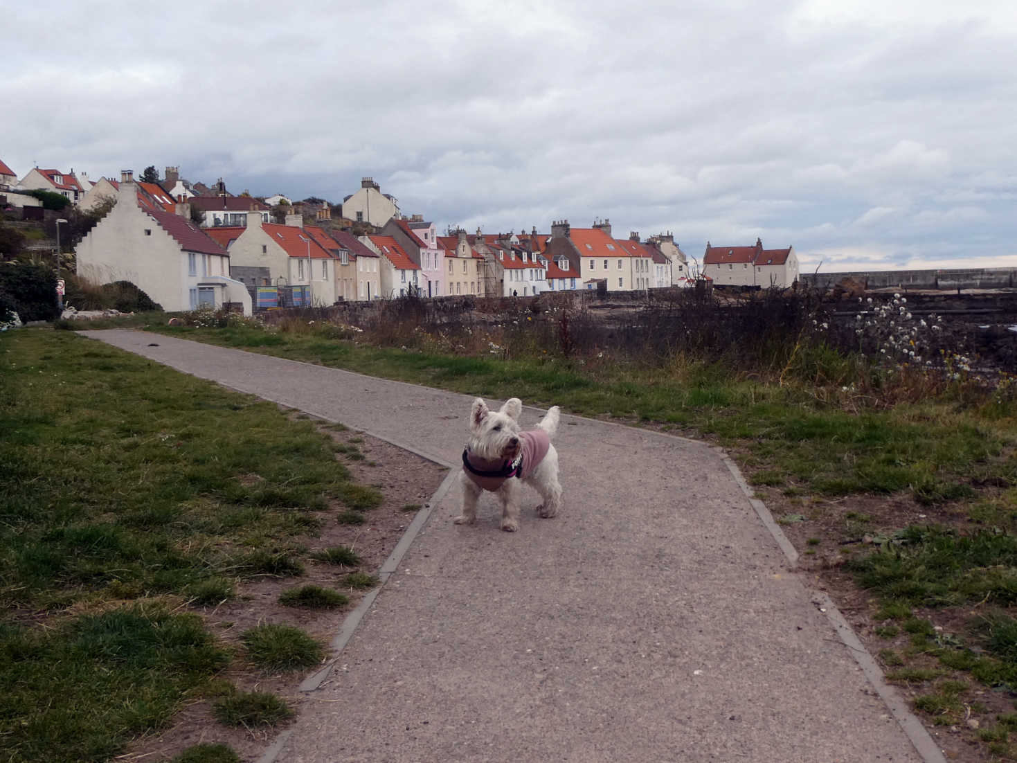 poppy the westie going to Pittenweem