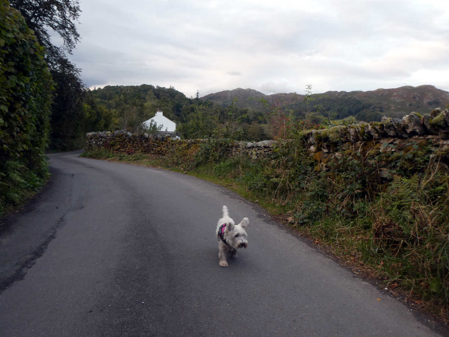 poppy the westie going to skelwith bridge