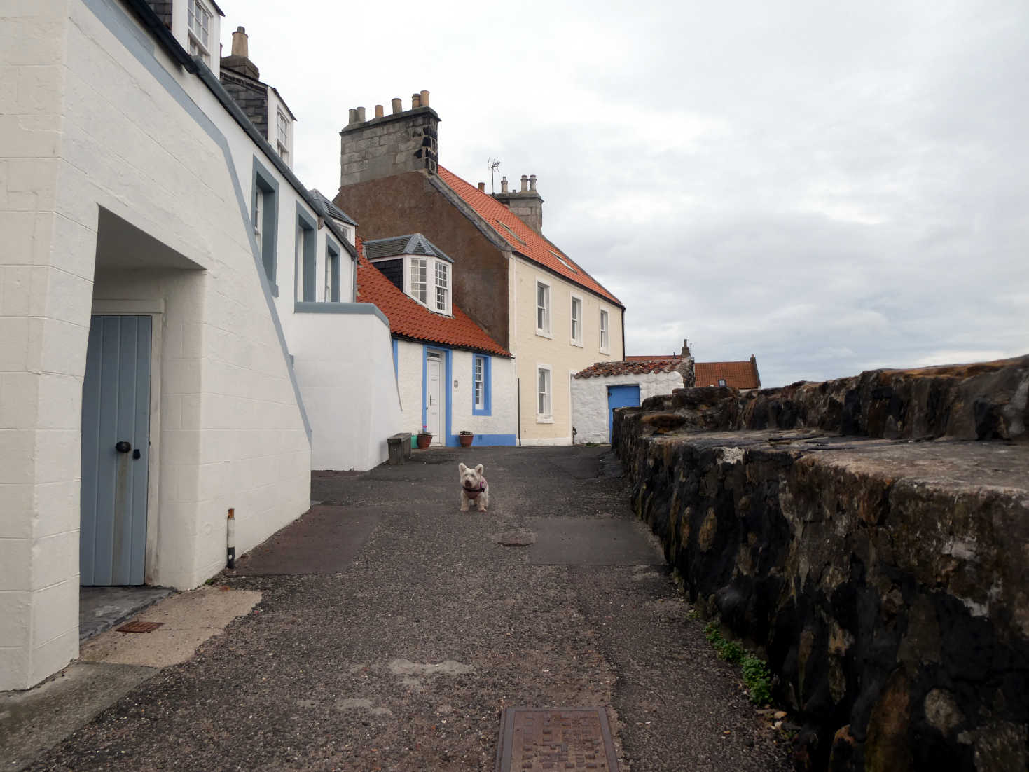 poppy the westie in an abandoned Pittenweem