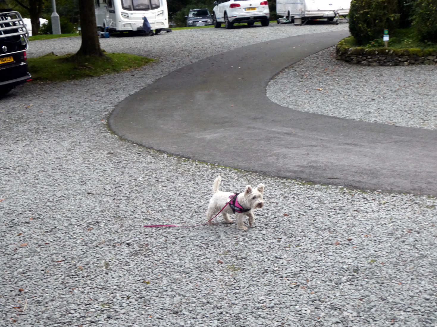 poppy the westie in camp at skelwith fold