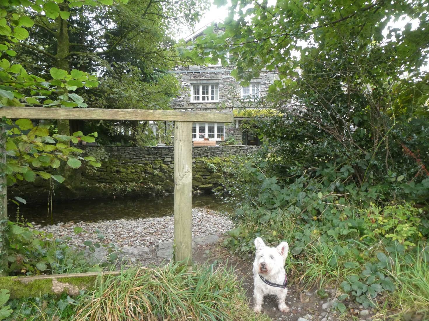 poppy the westie in grasmere