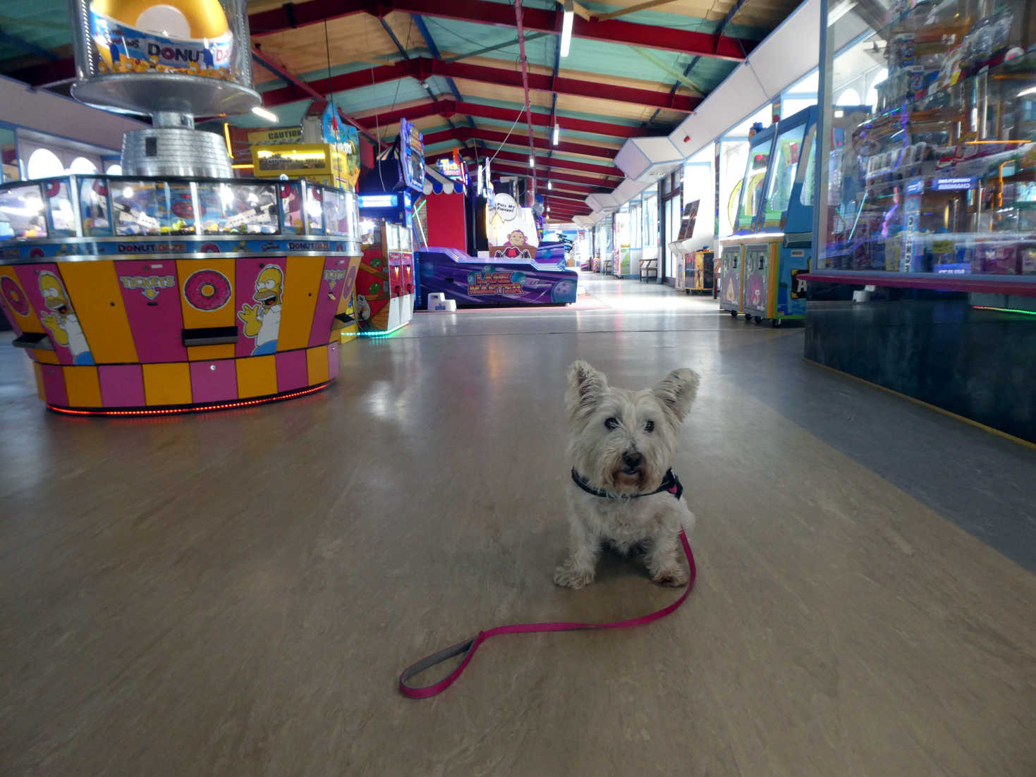 poppy the westie in saint anns pier