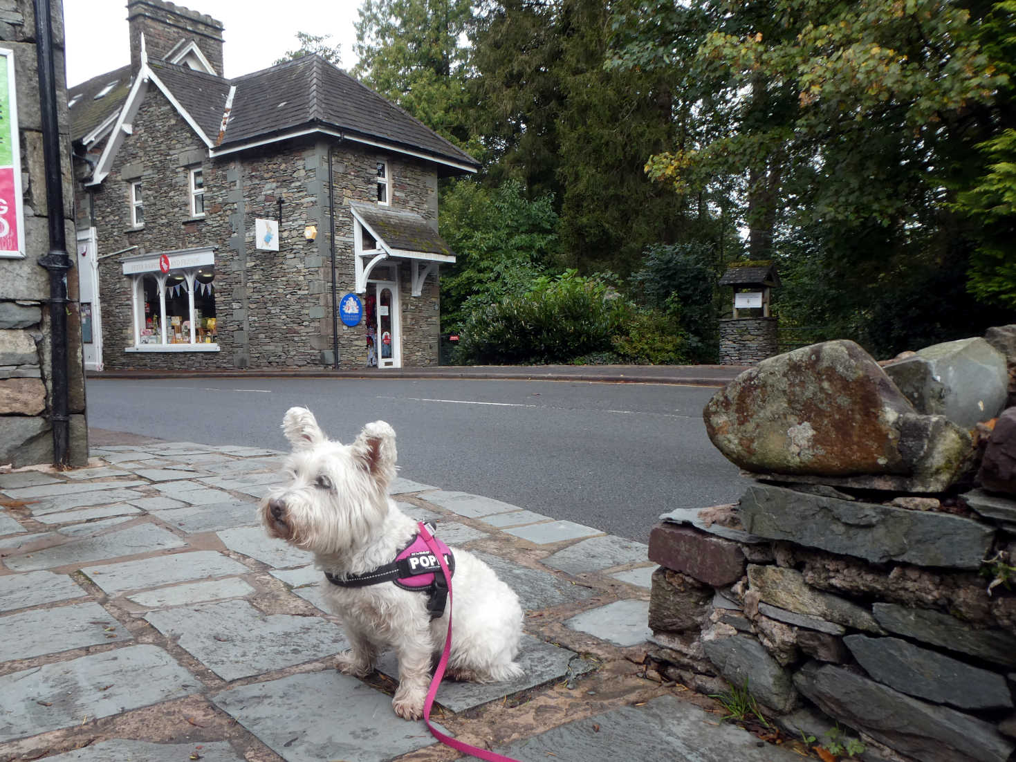 poppy the westie in stock lane grassmere