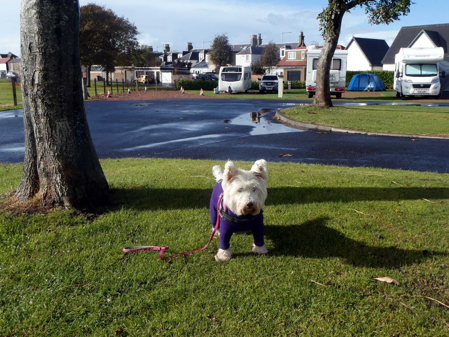 poppy the westie in the st monans camp