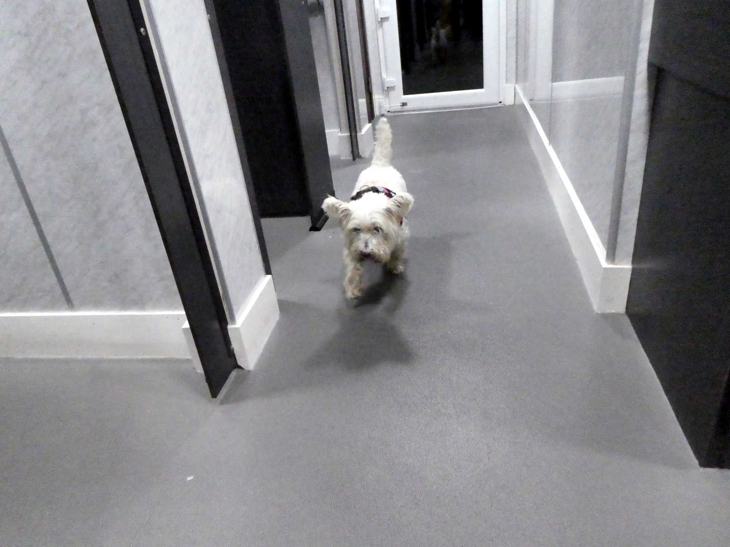 poppy the westie invades the toilets at st monans