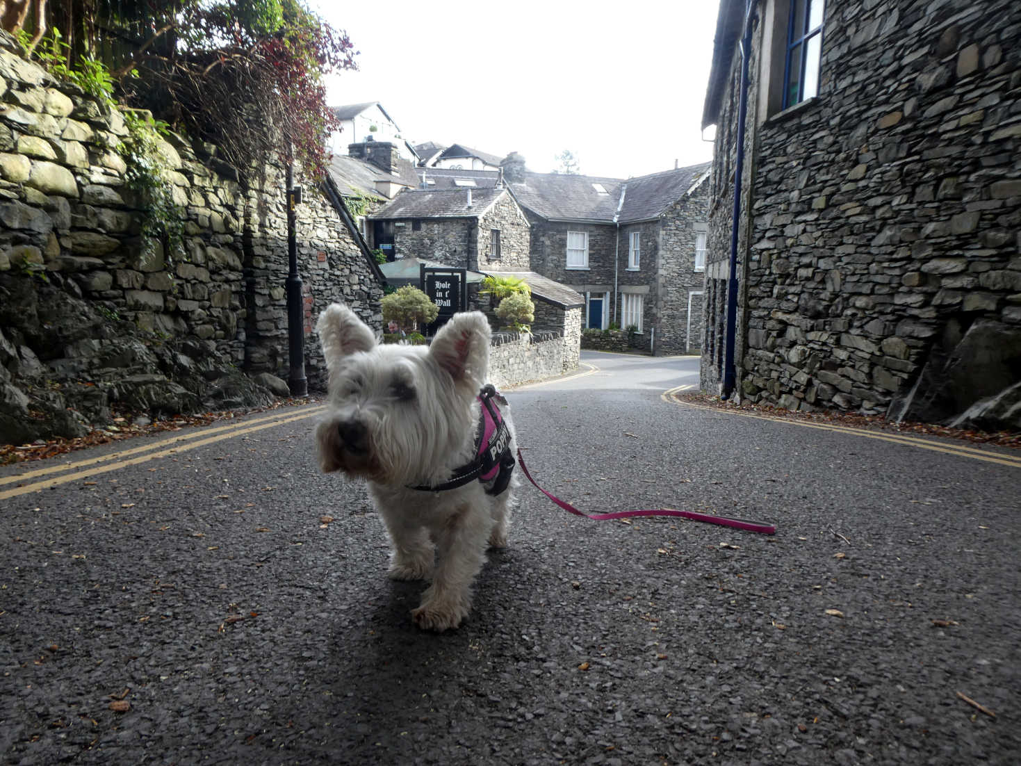 poppy the westie leaving Bowness on Windermere