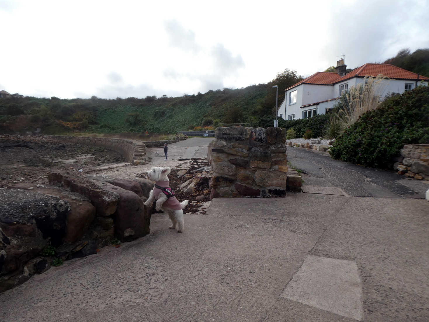 poppy the westie looks for Pittenweem Beach