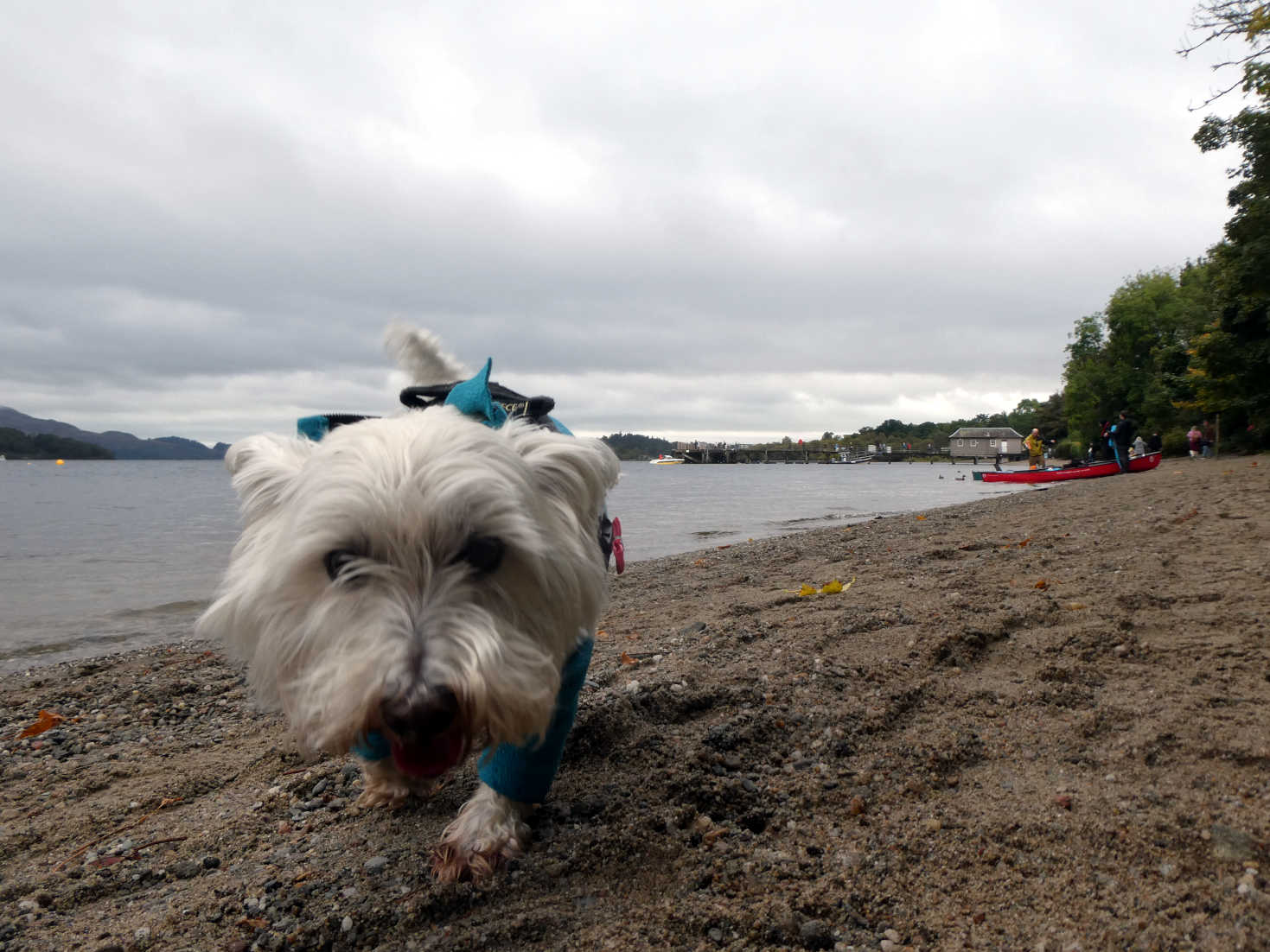 poppy the westie morning stroll on Luss Beach