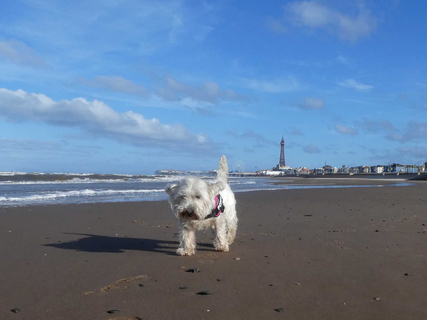 poppy the westie on blackpool beach