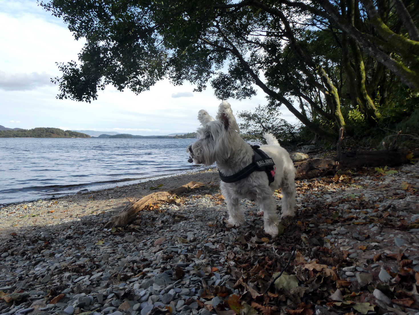 poppy the westie on pitch 16 beach