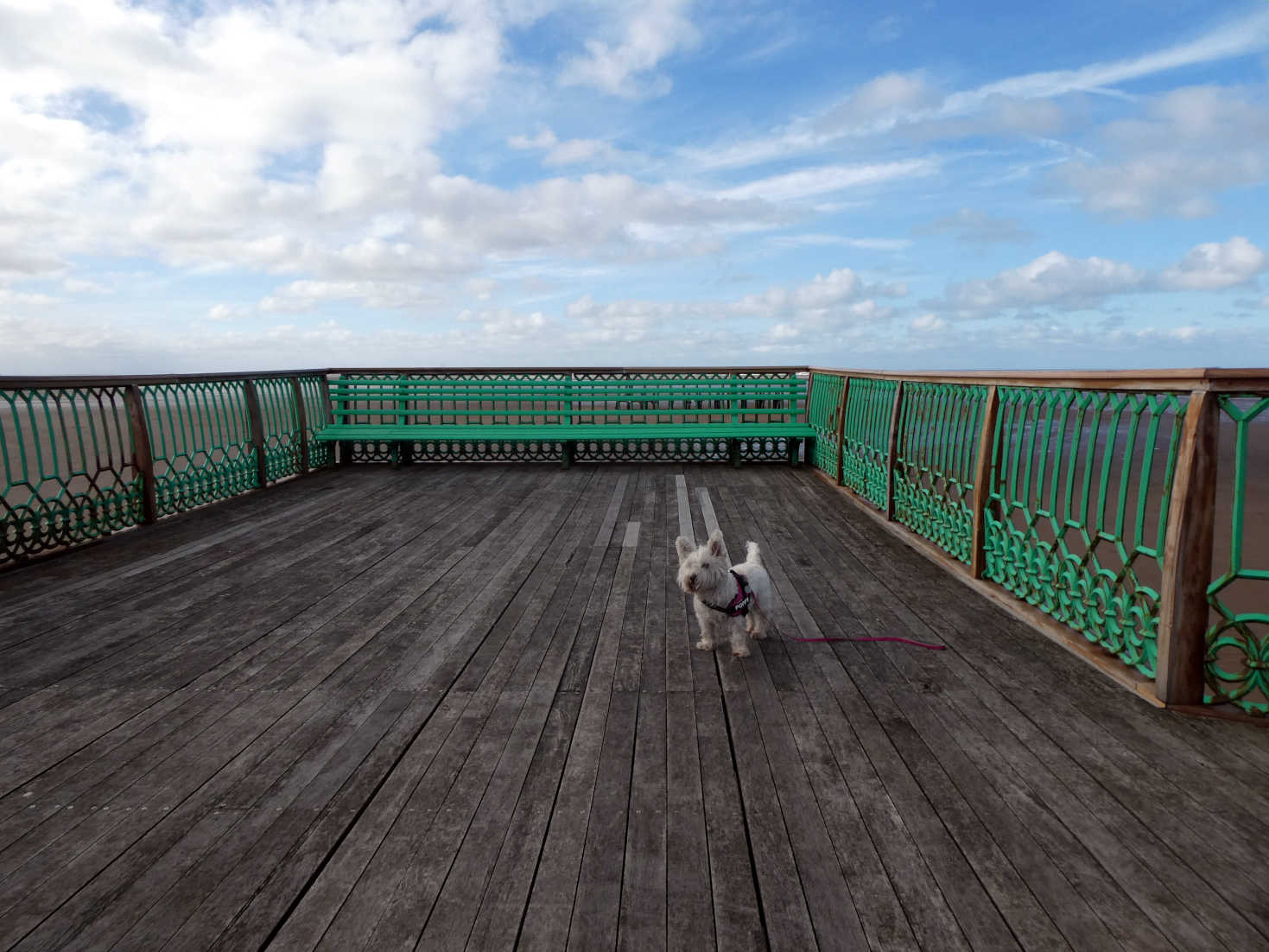 poppy the westie on saint anns pier