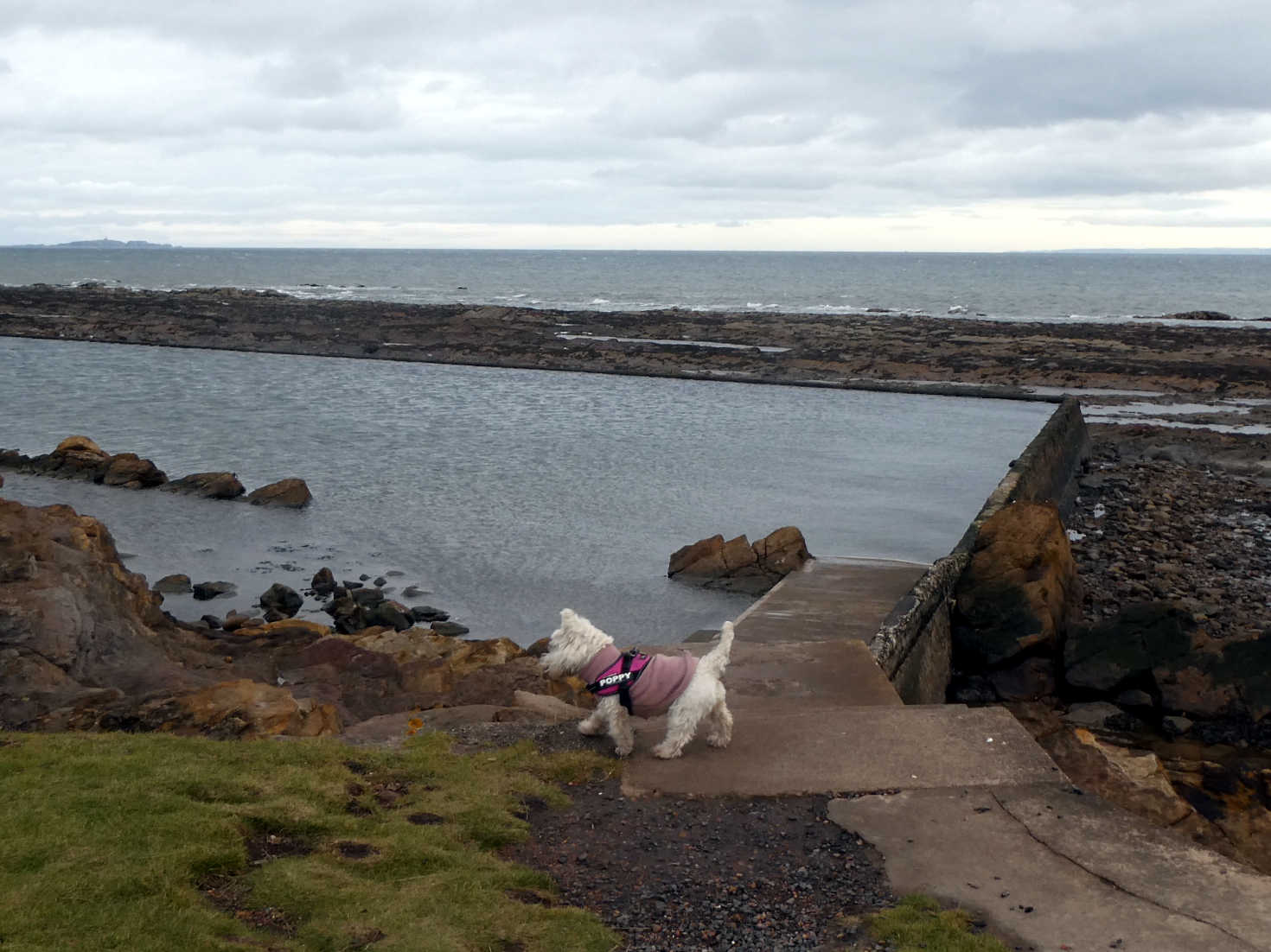 poppy the westie on the path at st monans