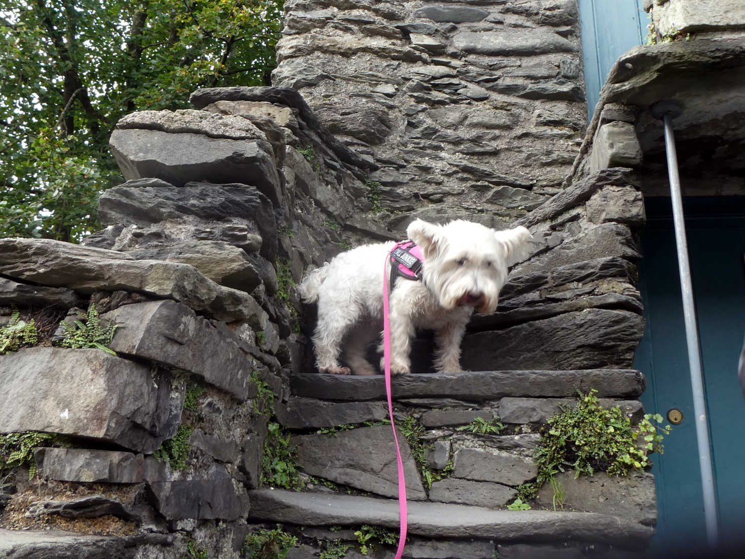 poppy the westie on the steps of the bridge house