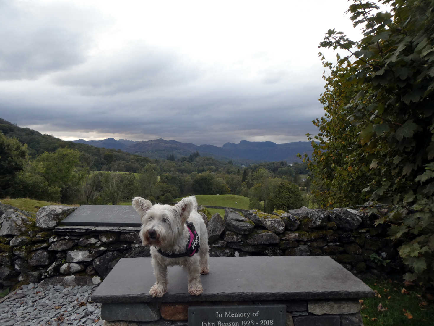 poppy the westie poses at skelwith fold