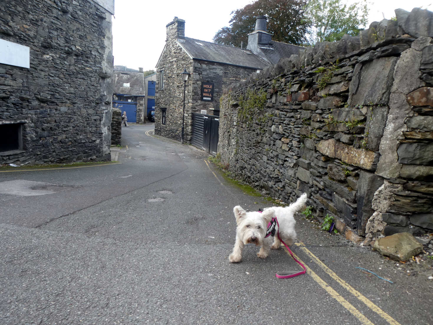 poppy the westie sniffing about Bowness on Windermere