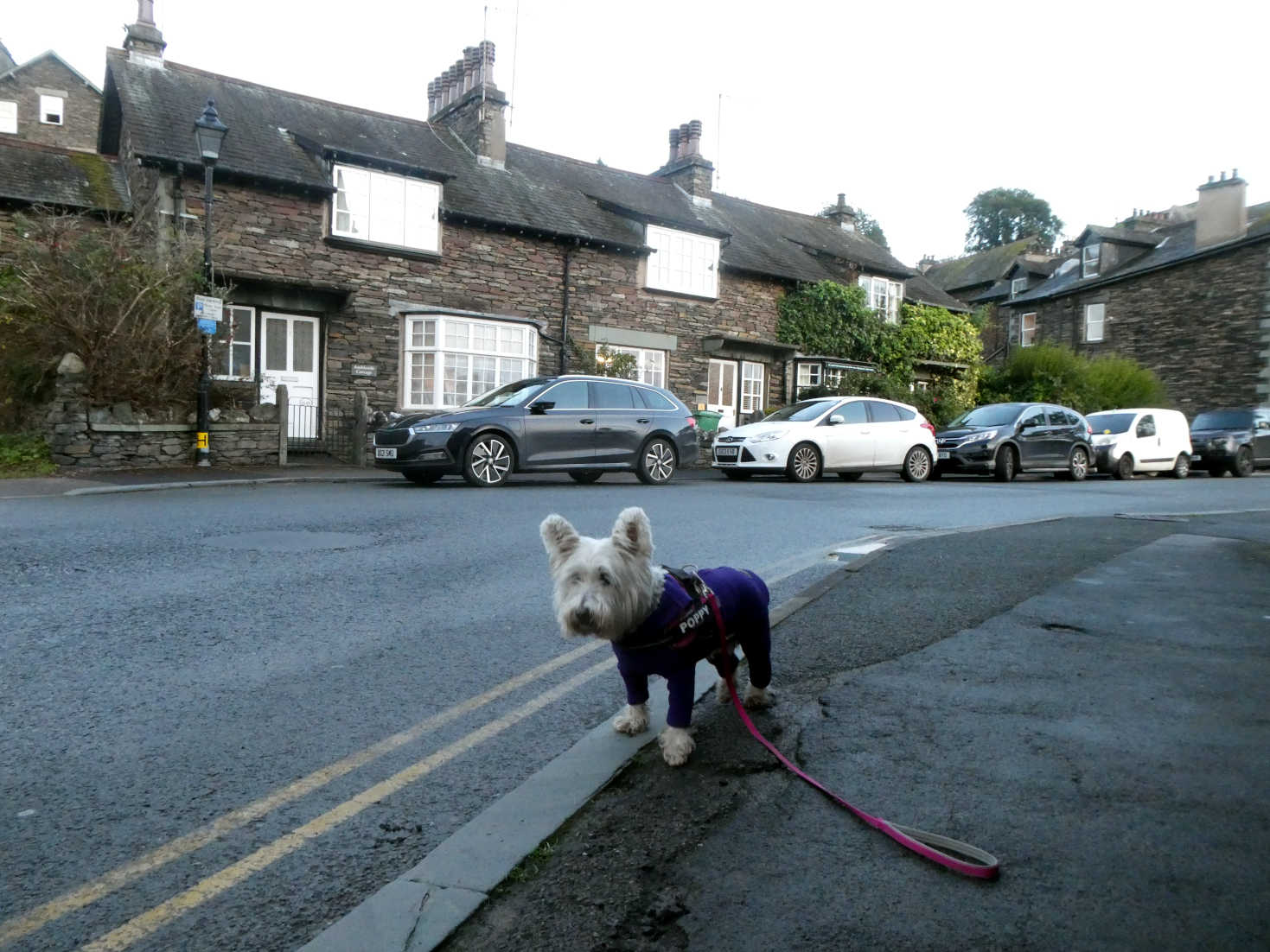 poppy the westie waits for taxi in ambleside