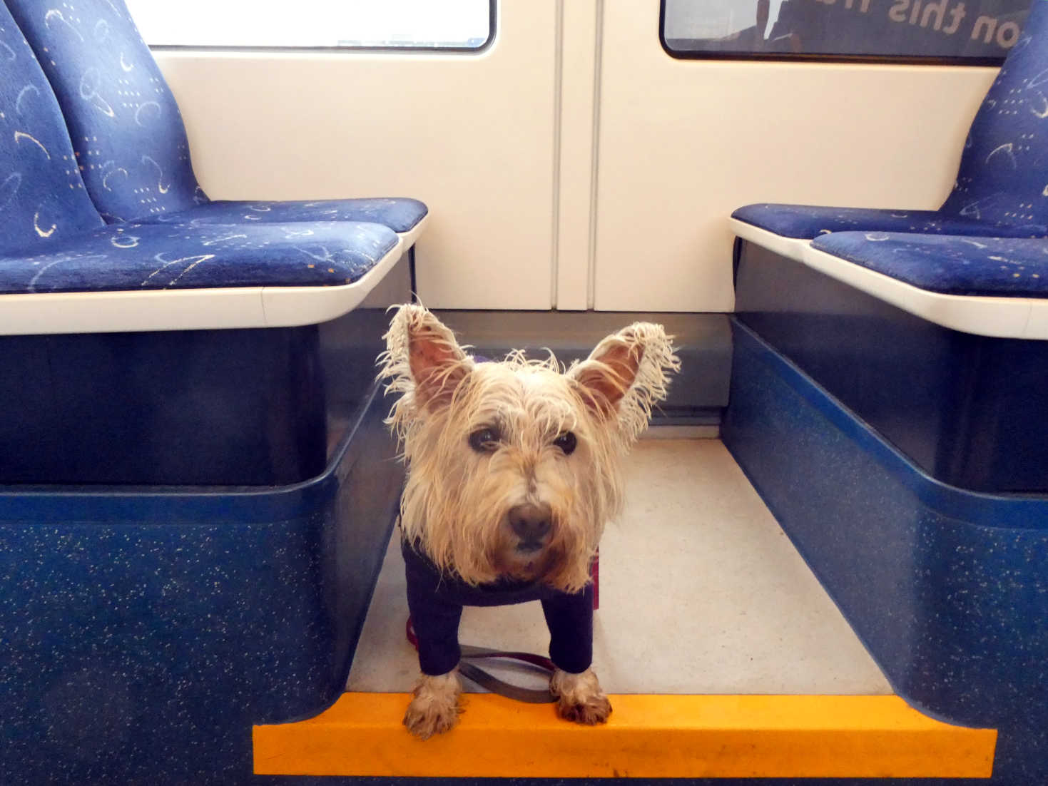 wet poppy the westie on blackpool tram