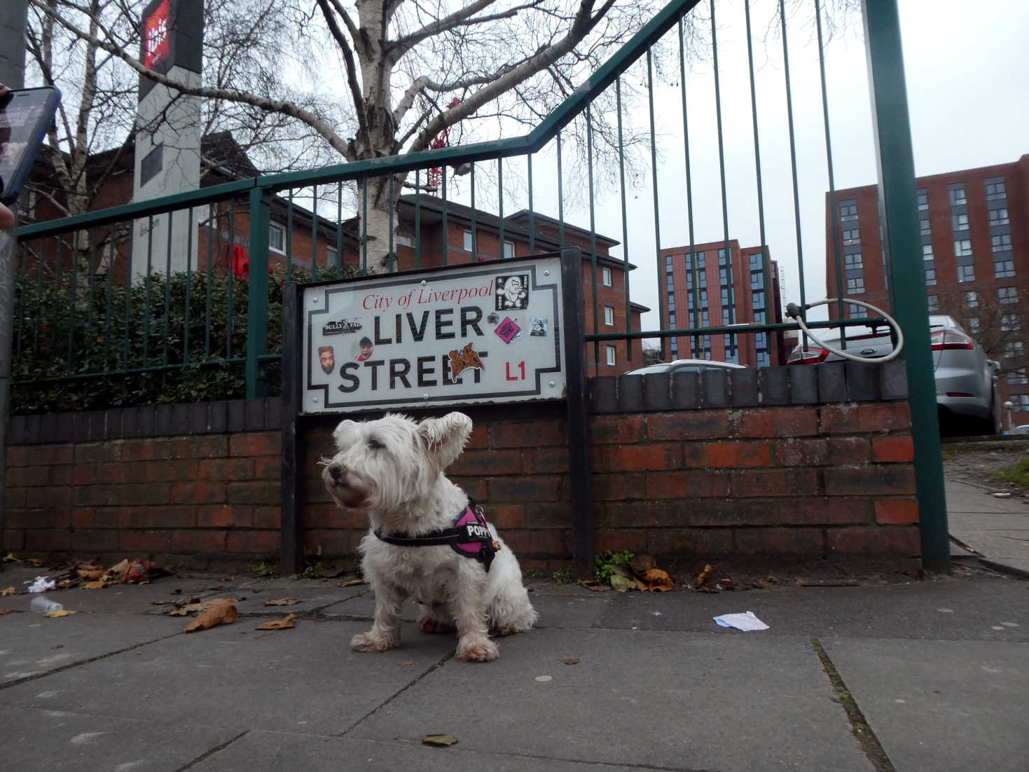 pippy the westie at the ibis liverpool center