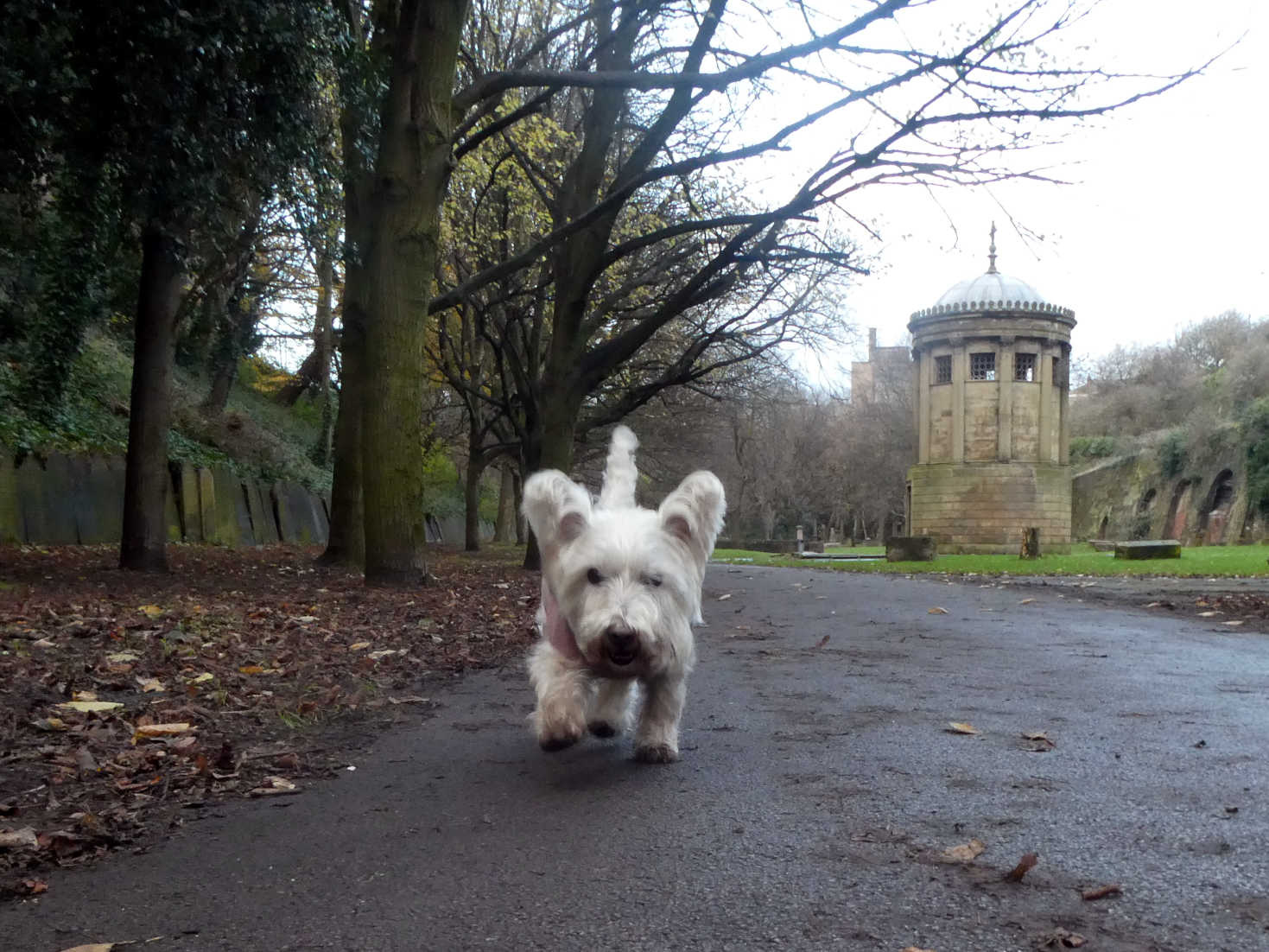 poppy the westie and huskisson memorial