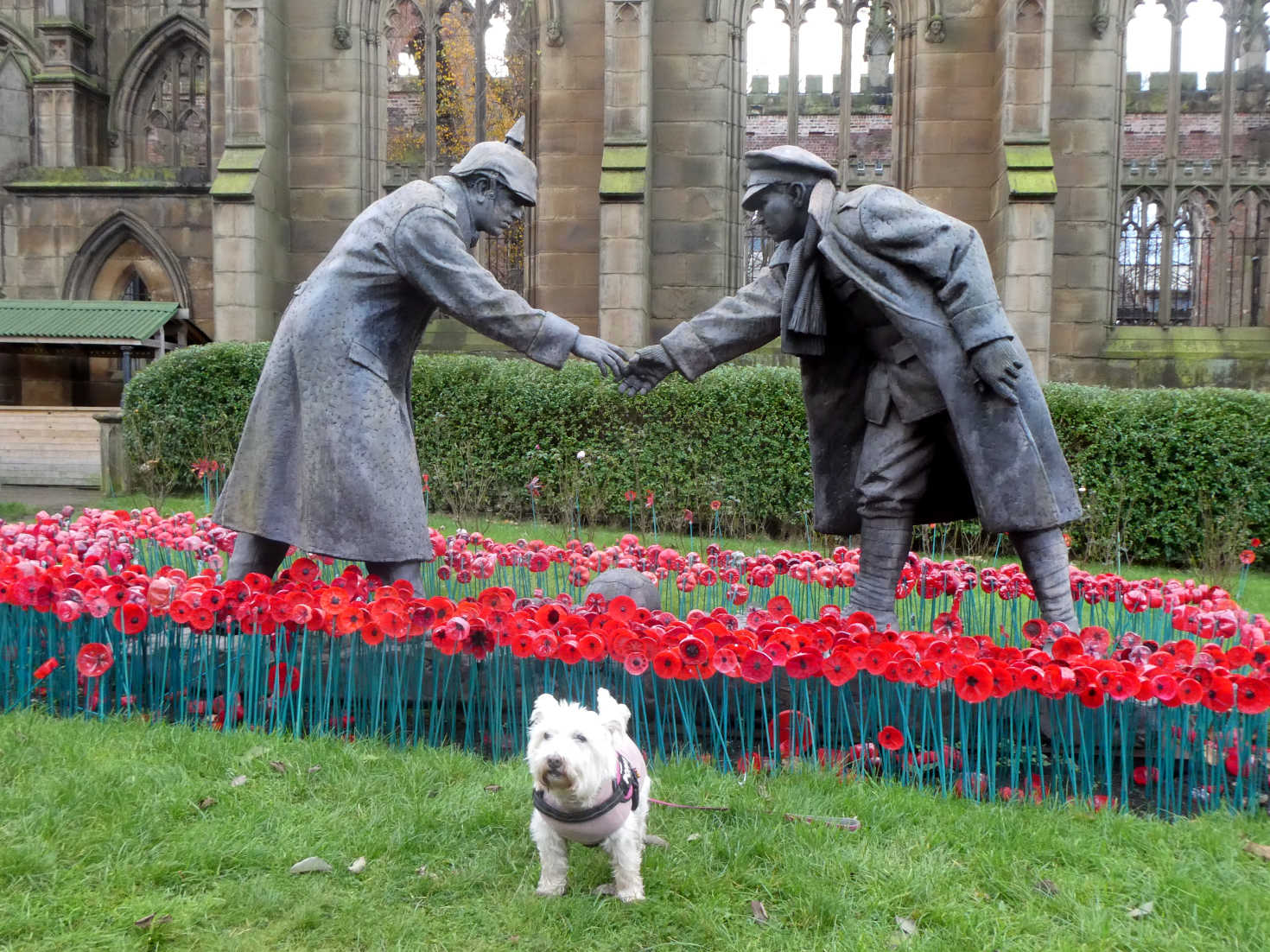 poppy the westie and the bombed out church