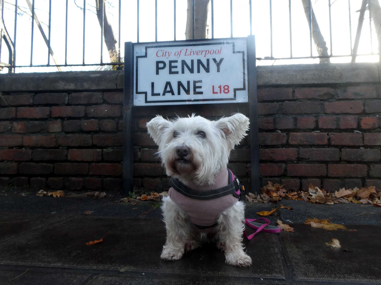 poppy the westie at penny lane