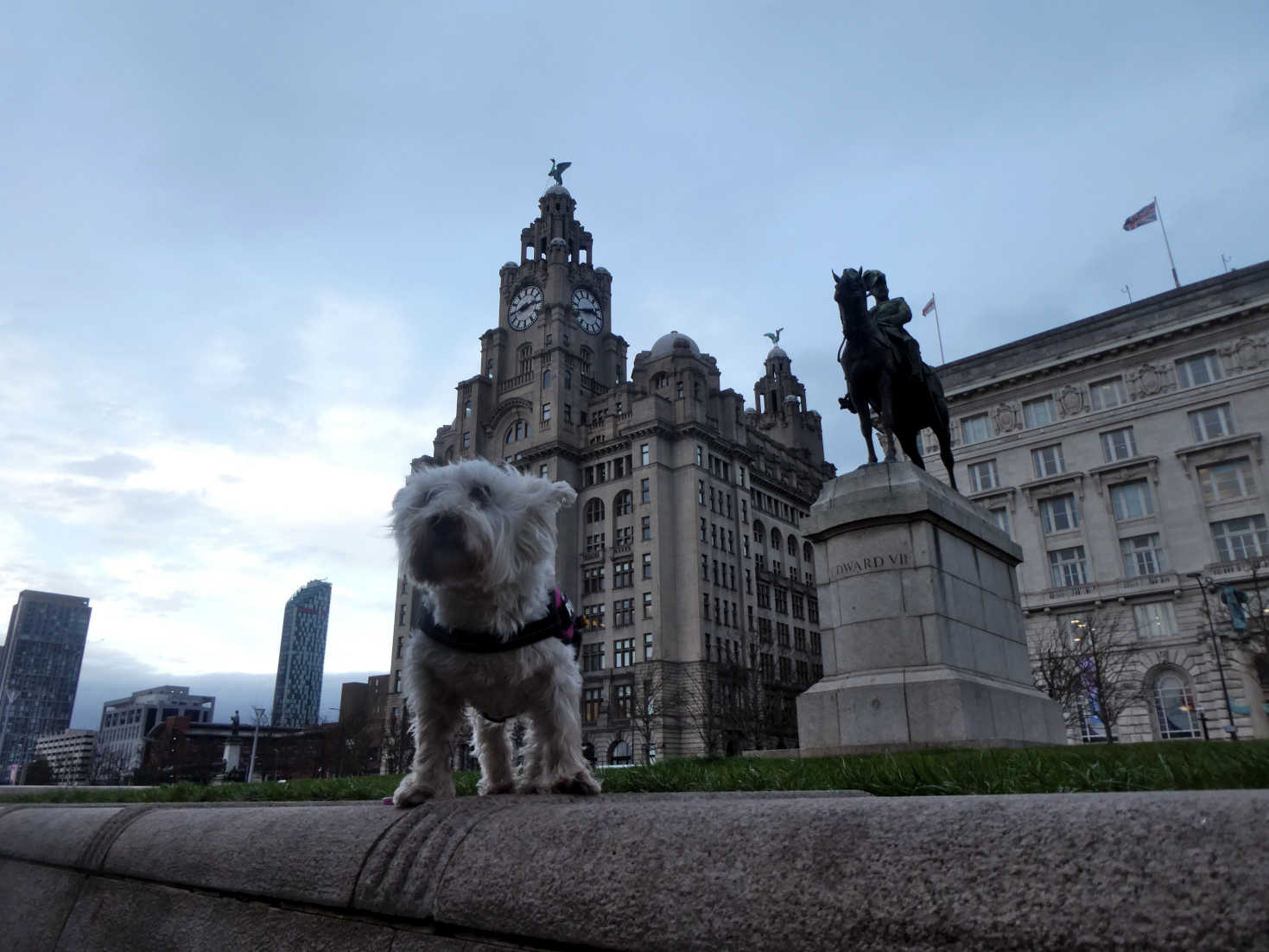 poppy the westie at the liver birds