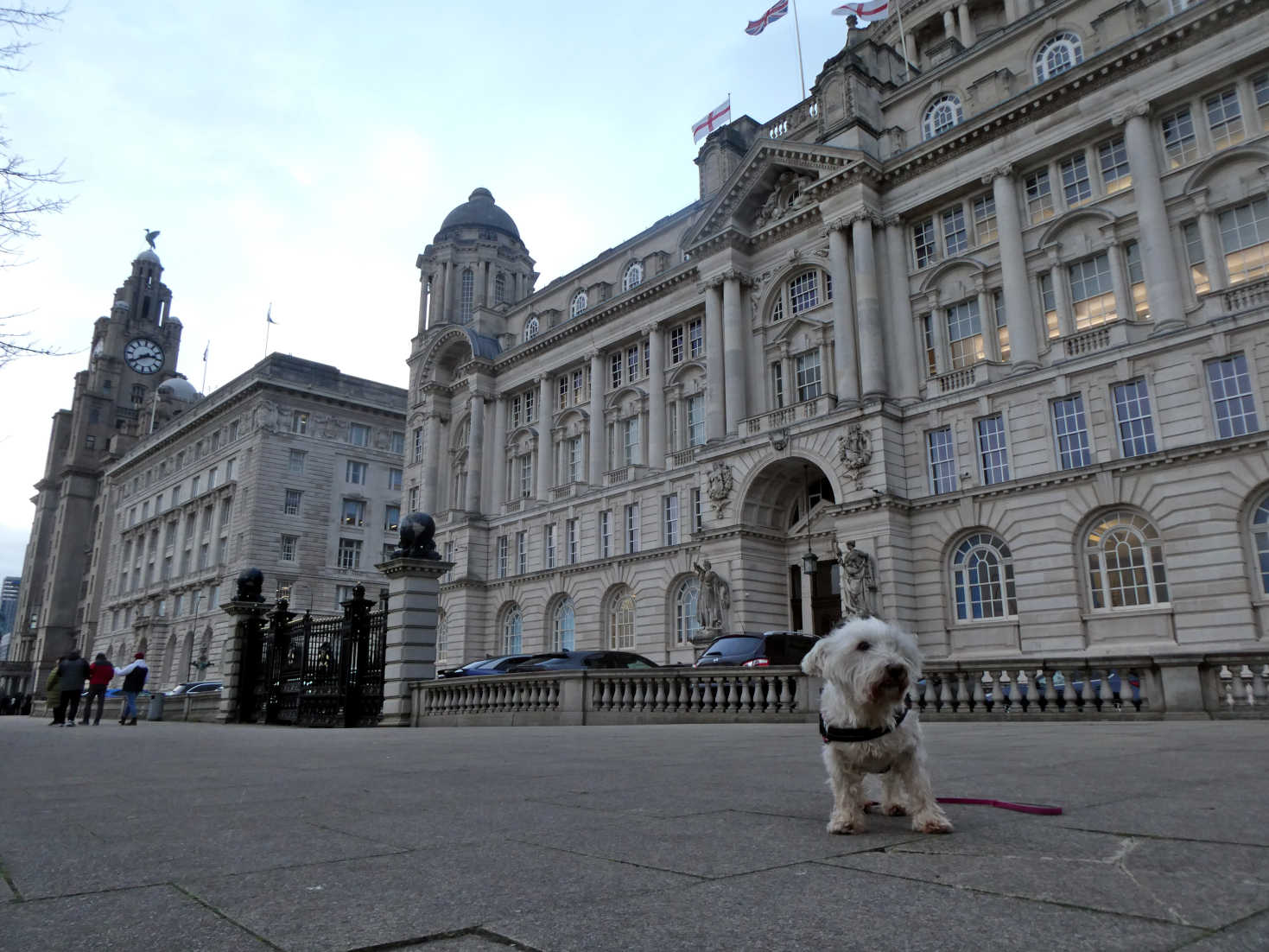 poppy the westie at the three graces liverpool