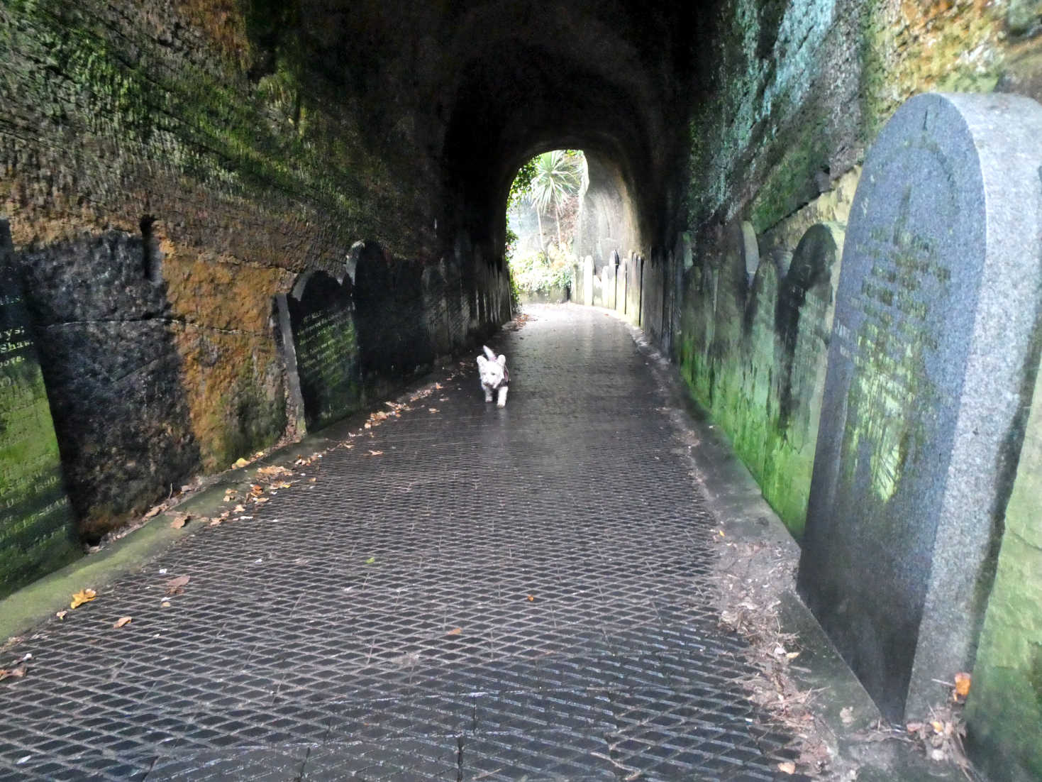 poppy the westie entering St James Gardens