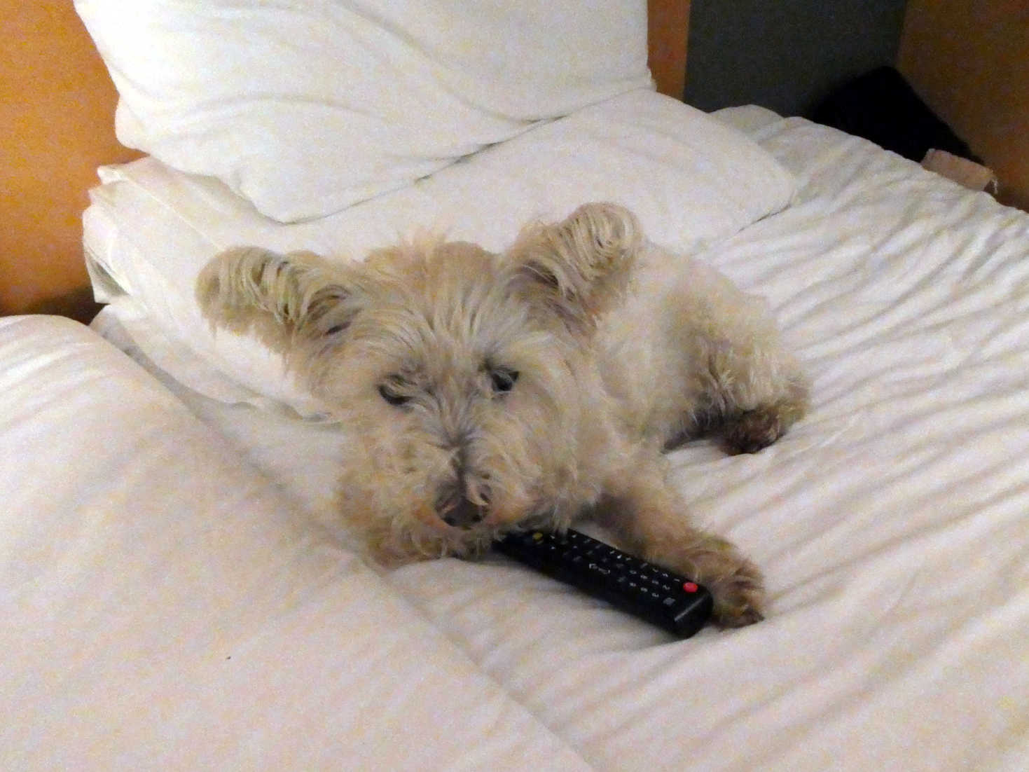 poppy the westie in the hotel ibis