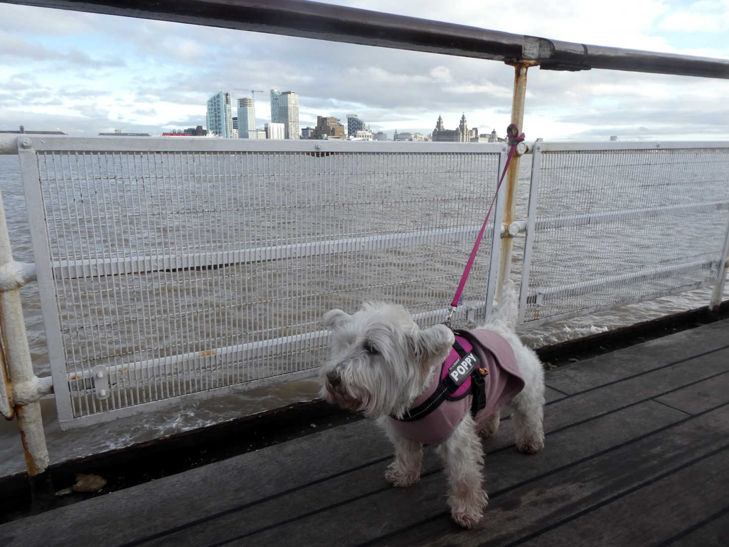 poppy the westie on the royal iris