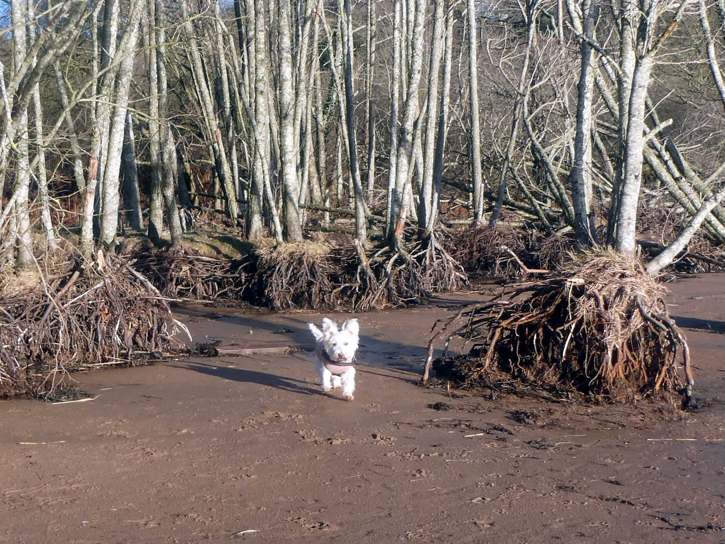 poppy the westie at the top of sandyhills beach