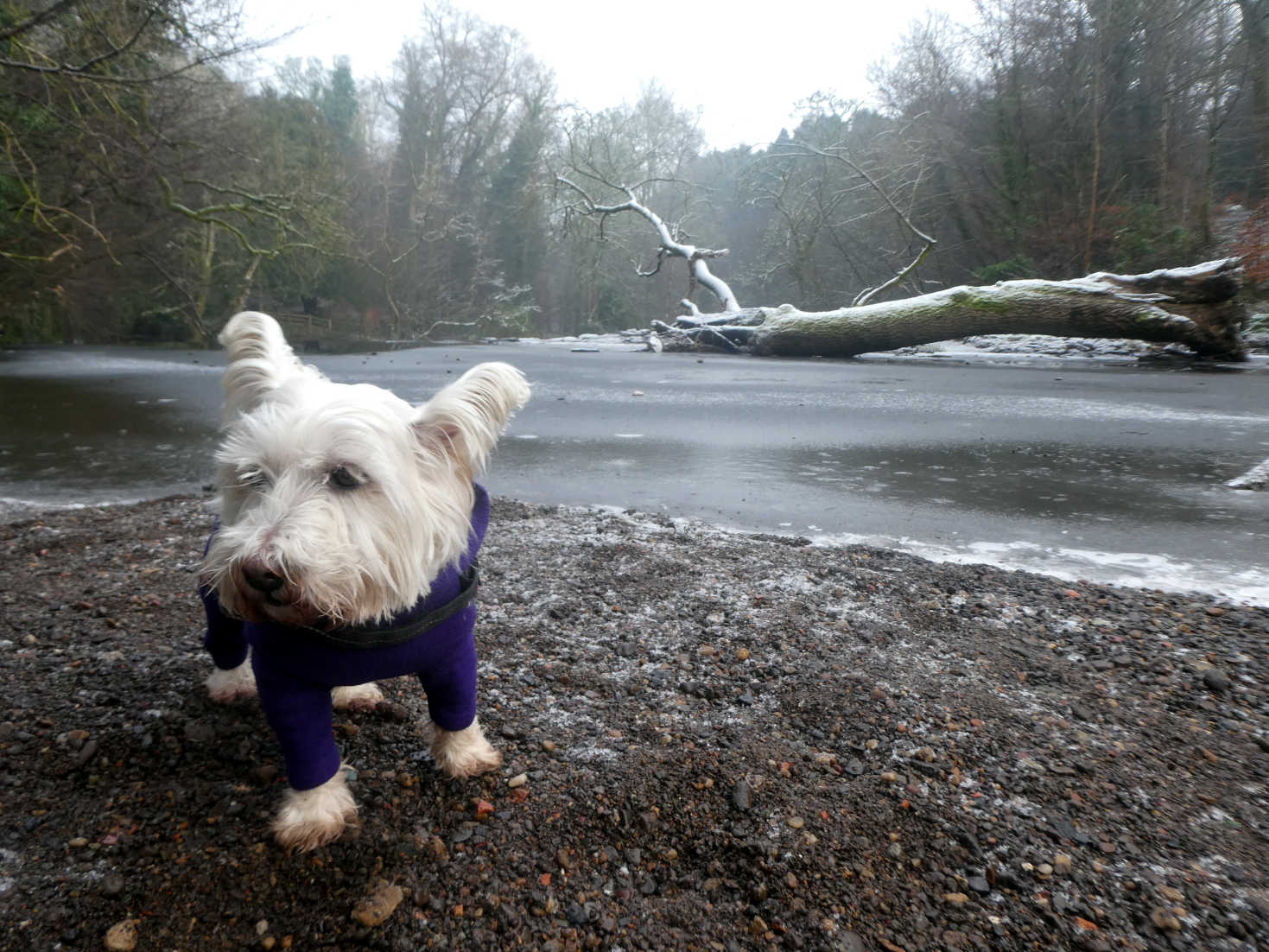 poppy the westie at top of waterfall white cart