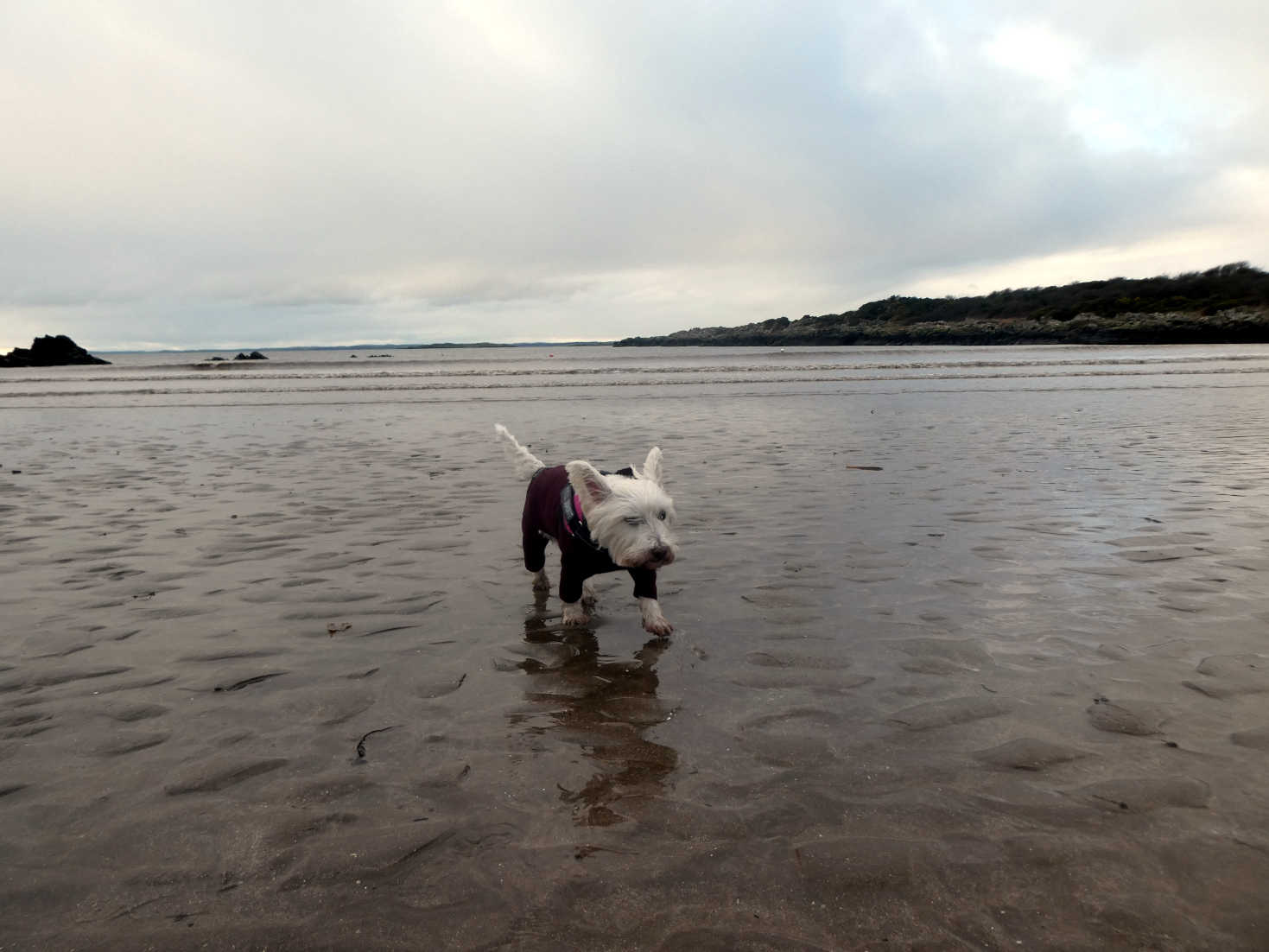 poppy the westie back at brighthouse bay