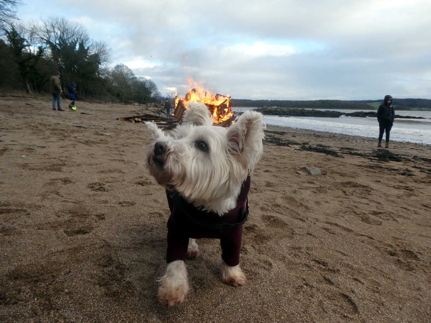 poppy the westie by the fire at dhoon beach